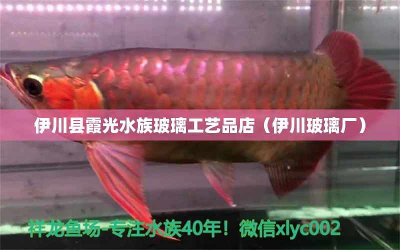 伊川縣霞光水族玻璃工藝品店（伊川玻璃廠） 全國(guó)水族館企業(yè)名錄