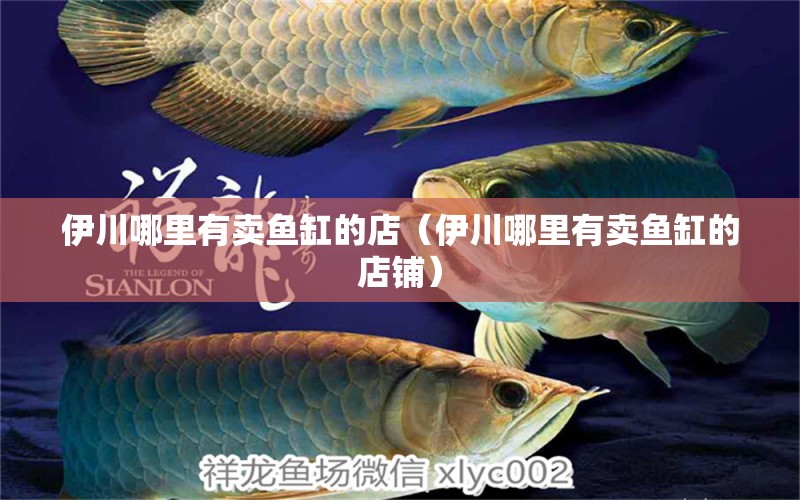 伊川哪里有賣魚缸的店（伊川哪里有賣魚缸的店鋪）