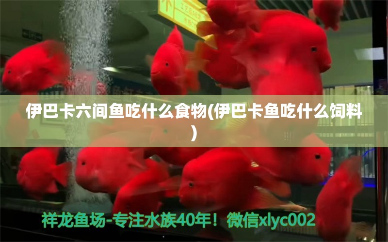 伊巴卡六間魚吃什么食物(伊巴卡魚吃什么飼料)