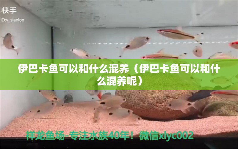 伊巴卡魚可以和什么混養(yǎng)（伊巴卡魚可以和什么混養(yǎng)呢）