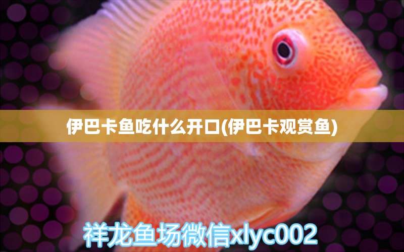 伊巴卡魚(yú)吃什么開(kāi)口(伊巴卡觀賞魚(yú)) 伊巴卡魚(yú)