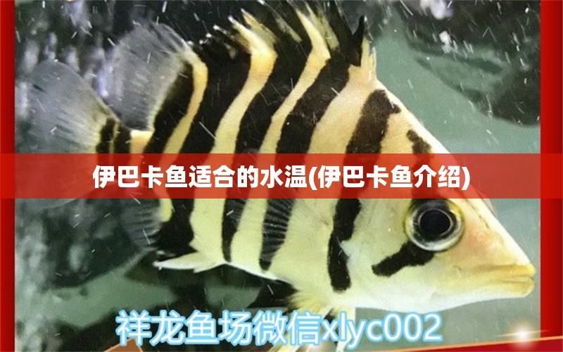 伊巴卡魚(yú)適合的水溫(伊巴卡魚(yú)介紹)