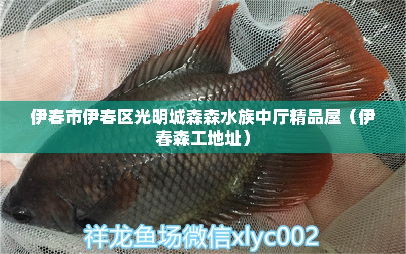 伊春市伊春區(qū)光明城森森水族中廳精品屋（伊春森工地址） 全國(guó)水族館企業(yè)名錄