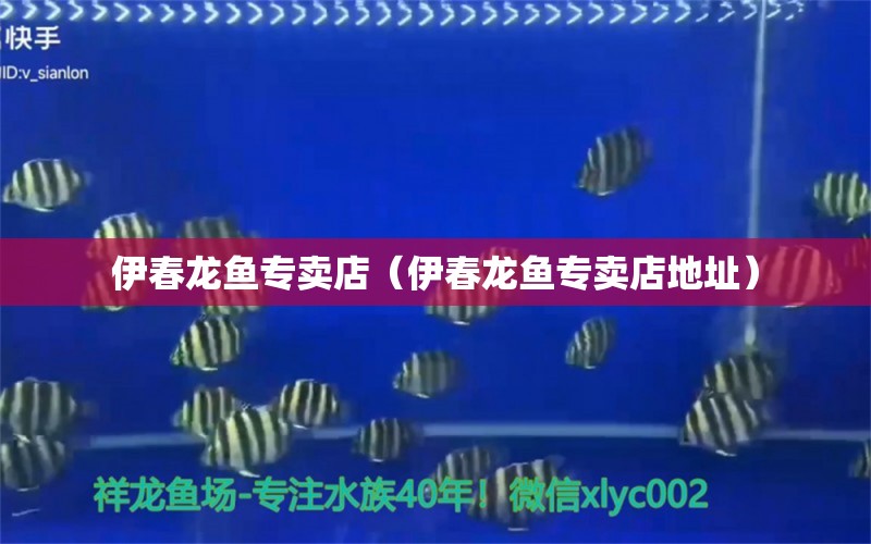 伊春龍魚專賣店（伊春龍魚專賣店地址） 祥龍魚場