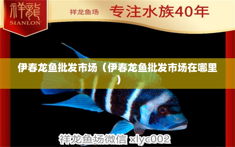 伊春龍魚批發(fā)市場（伊春龍魚批發(fā)市場在哪里）