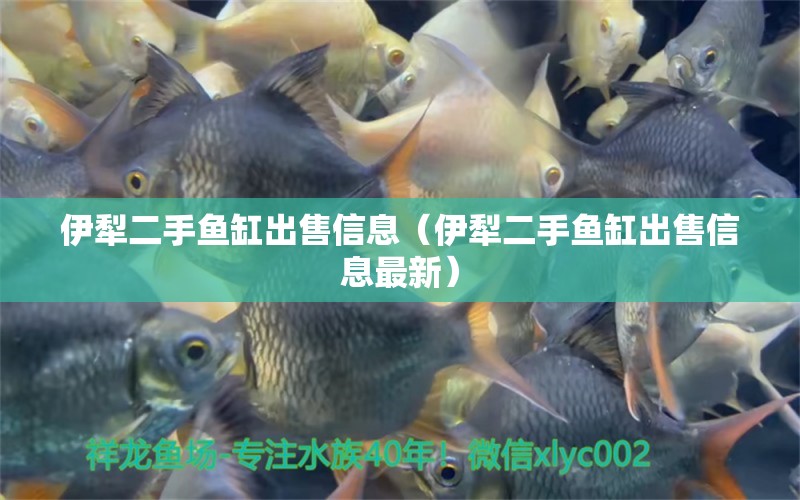 伊犁二手魚缸出售信息（伊犁二手魚缸出售信息最新） 廣州龍魚批發(fā)市場