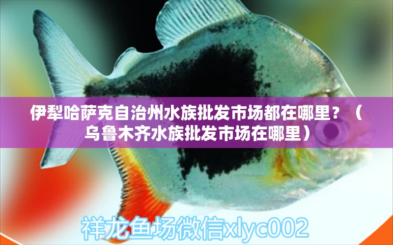 伊犁哈薩克自治州水族批發(fā)市場(chǎng)都在哪里？（烏魯木齊水族批發(fā)市場(chǎng)在哪里）