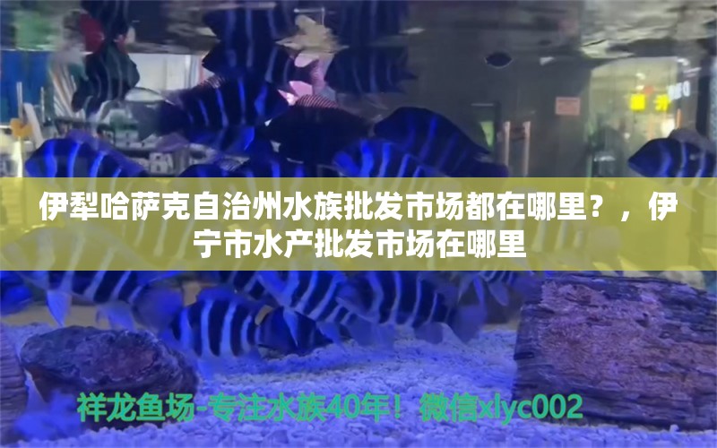 伊犁哈薩克自治州水族批發(fā)市場(chǎng)都在哪里？，伊寧市水產(chǎn)批發(fā)市場(chǎng)在哪里