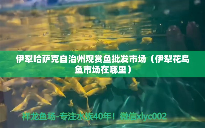 伊犁哈薩克自治州觀賞魚批發(fā)市場(chǎng)（伊犁花鳥魚市場(chǎng)在哪里） 觀賞魚批發(fā)