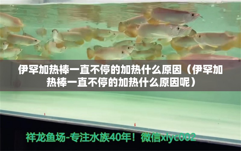 伊罕加熱棒一直不停的加熱什么原因（伊罕加熱棒一直不停的加熱什么原因呢） 伊罕水族