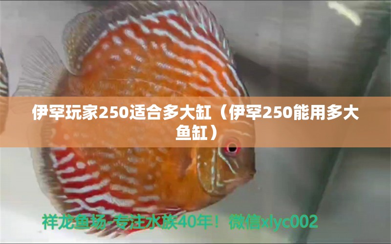 伊罕玩家250適合多大缸（伊罕250能用多大魚缸） 伊罕水族