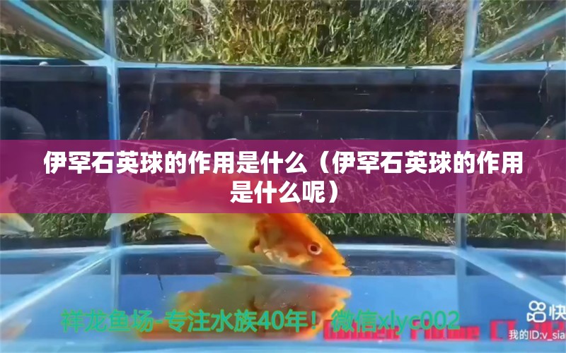 伊罕石英球的作用是什么（伊罕石英球的作用是什么呢）