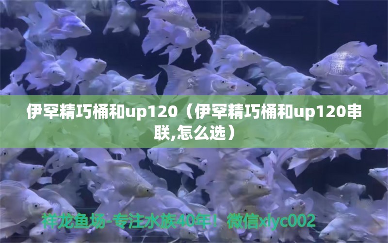 伊罕精巧桶和up120（伊罕精巧桶和up120串聯(lián),怎么選）