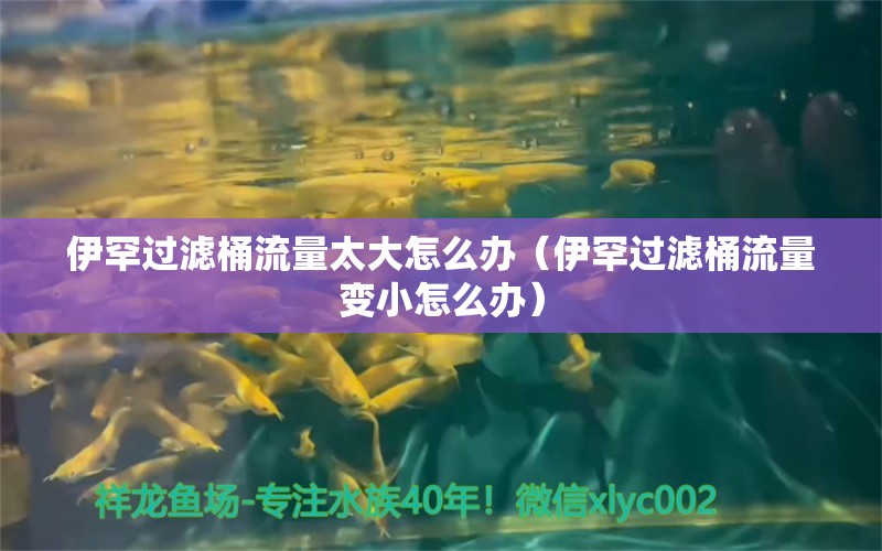 伊罕過濾桶流量太大怎么辦（伊罕過濾桶流量變小怎么辦） 伊罕水族