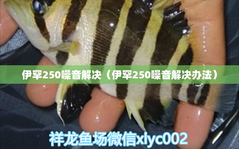 伊罕250噪音解決（伊罕250噪音解決辦法） 伊罕水族