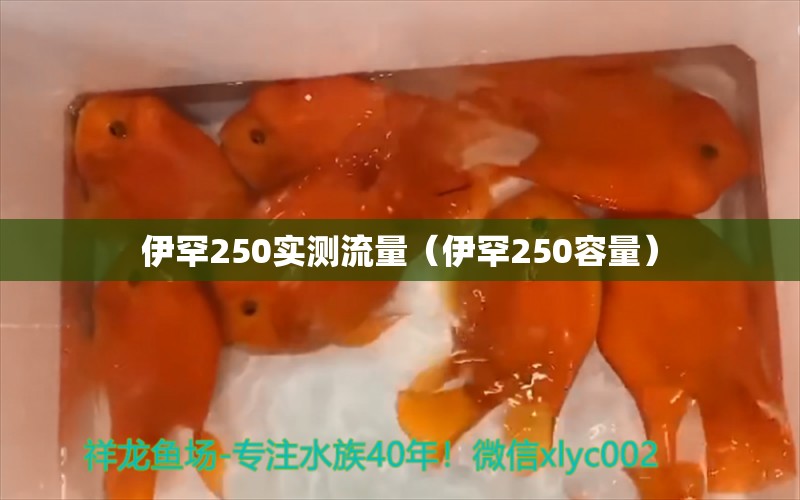 伊罕250實(shí)測流量（伊罕250容量） 伊罕水族