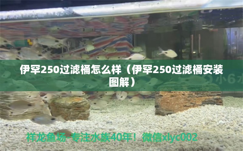 伊罕250過濾桶怎么樣（伊罕250過濾桶安裝圖解）