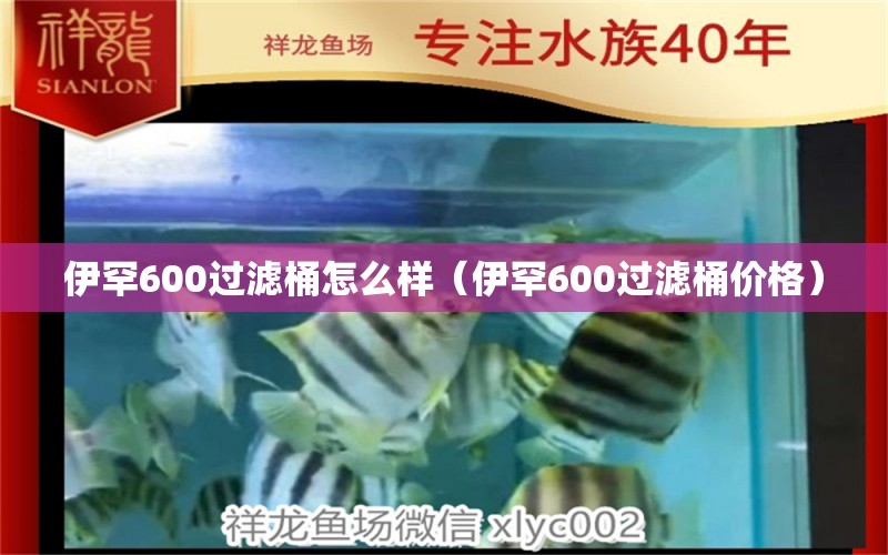 伊罕600過濾桶怎么樣（伊罕600過濾桶價格）