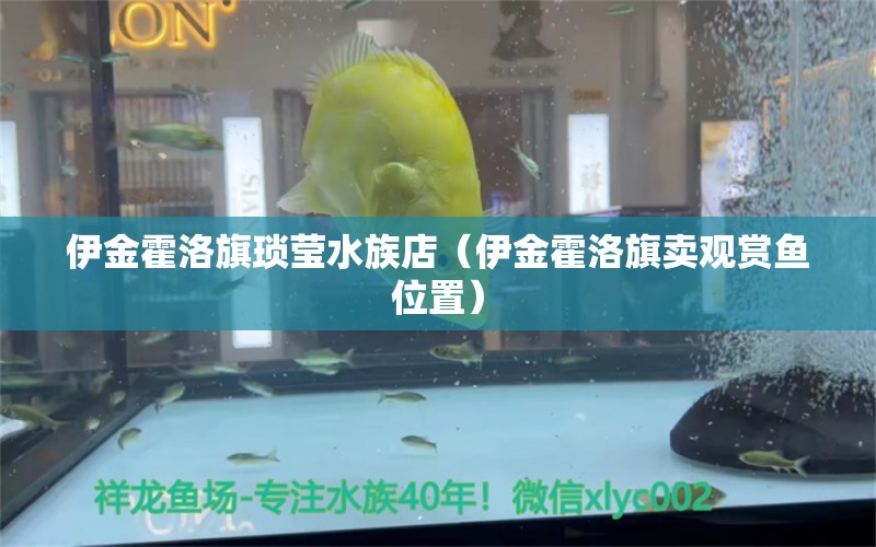 伊金霍洛旗瑣瑩水族店（伊金霍洛旗賣觀賞魚位置）