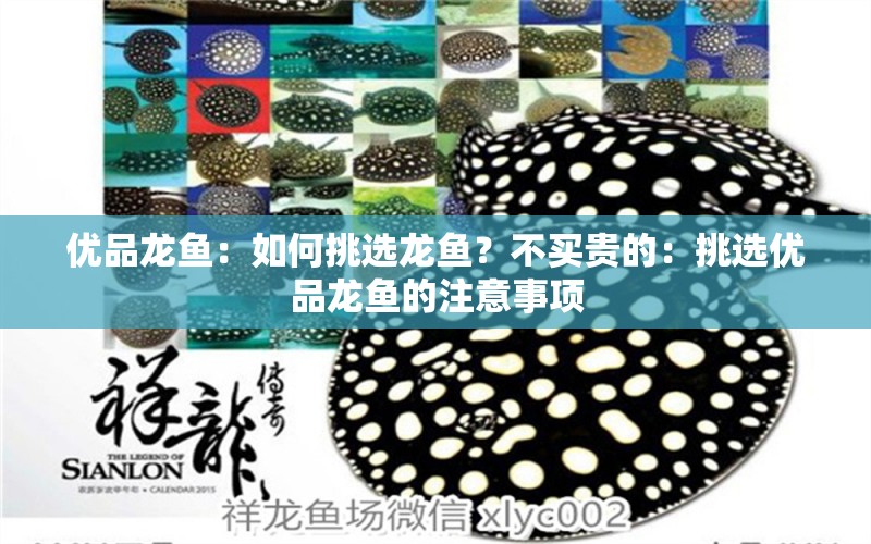 優(yōu)品龍魚：如何挑選龍魚？不買貴的：挑選優(yōu)品龍魚的注意事項