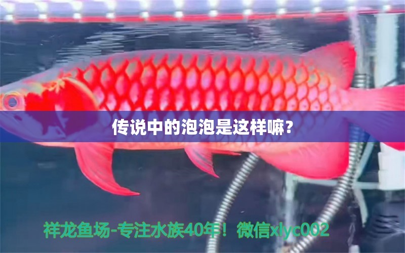 傳說中的泡泡是這樣嘛？ 紅魔王銀版魚