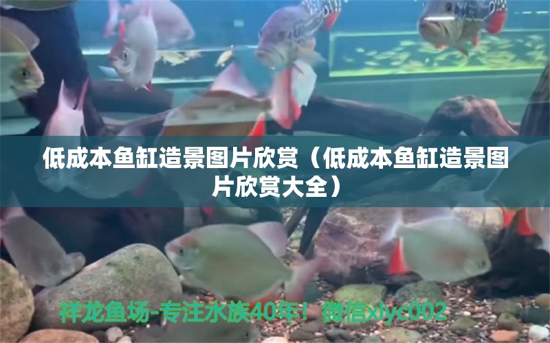 低成本魚(yú)缸造景圖片欣賞（低成本魚(yú)缸造景圖片欣賞大全）