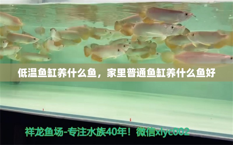 低溫魚缸養(yǎng)什么魚，家里普通魚缸養(yǎng)什么魚好