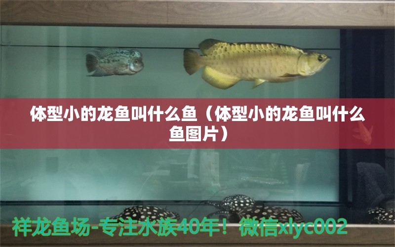 體型小的龍魚叫什么魚（體型小的龍魚叫什么魚圖片）