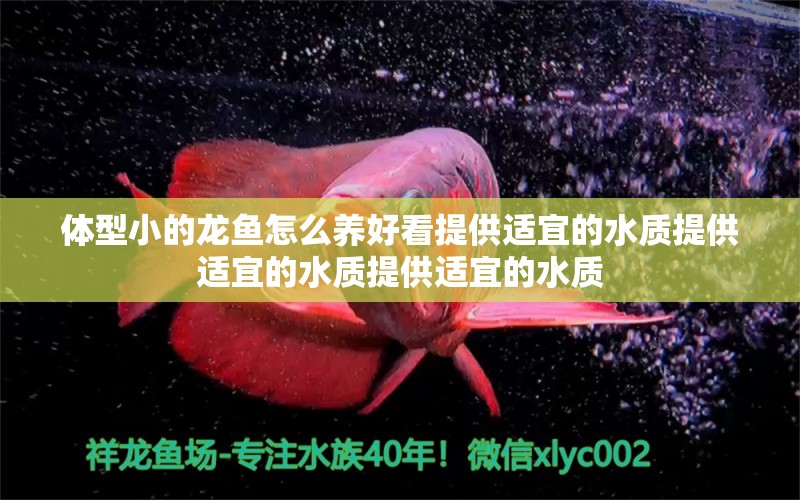 體型小的龍魚怎么養(yǎng)好看提供適宜的水質(zhì)提供適宜的水質(zhì)提供適宜的水質(zhì)