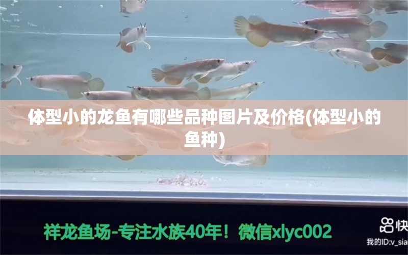 體型小的龍魚有哪些品種圖片及價(jià)格(體型小的魚種) 龍魚疾病與治療