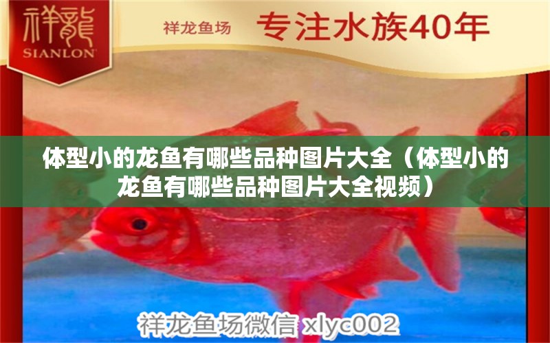 體型小的龍魚(yú)有哪些品種圖片大全（體型小的龍魚(yú)有哪些品種圖片大全視頻）