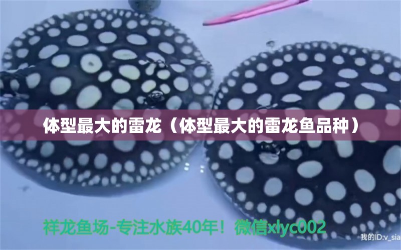 體型最大的雷龍（體型最大的雷龍魚(yú)品種） 廣州龍魚(yú)批發(fā)市場(chǎng)