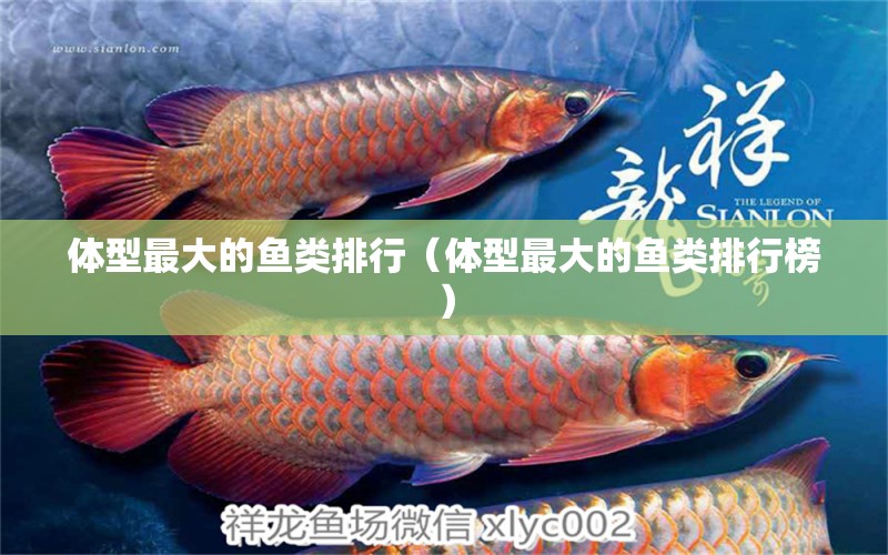 體型最大的魚類排行（體型最大的魚類排行榜）