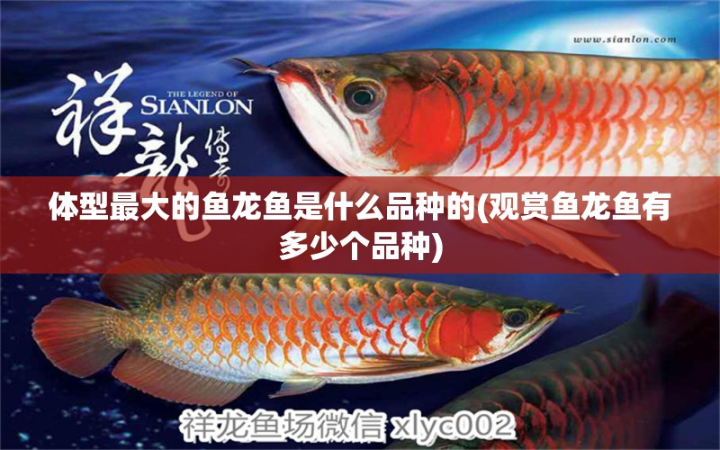 體型最大的魚龍魚是什么品種的(觀賞魚龍魚有多少個(gè)品種) 黃金招財(cái)貓魚 第1張