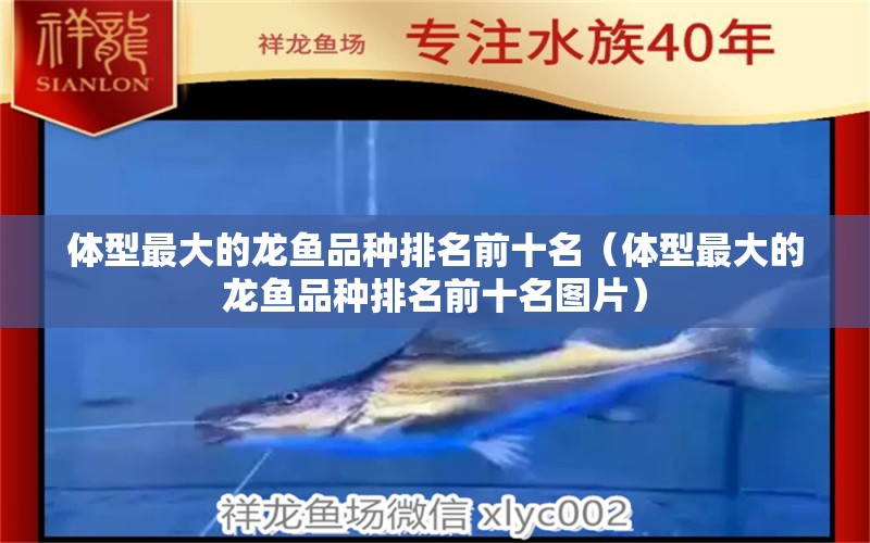 體型最大的龍魚品種排名前十名（體型最大的龍魚品種排名前十名圖片） 廣州龍魚批發(fā)市場(chǎng)