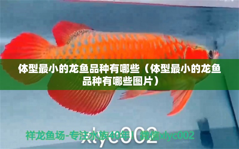 體型最小的龍魚品種有哪些（體型最小的龍魚品種有哪些圖片）