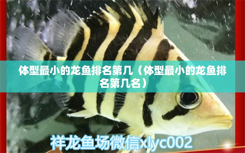 體型最小的龍魚(yú)排名第幾（體型最小的龍魚(yú)排名第幾名） 廣州龍魚(yú)批發(fā)市場(chǎng)