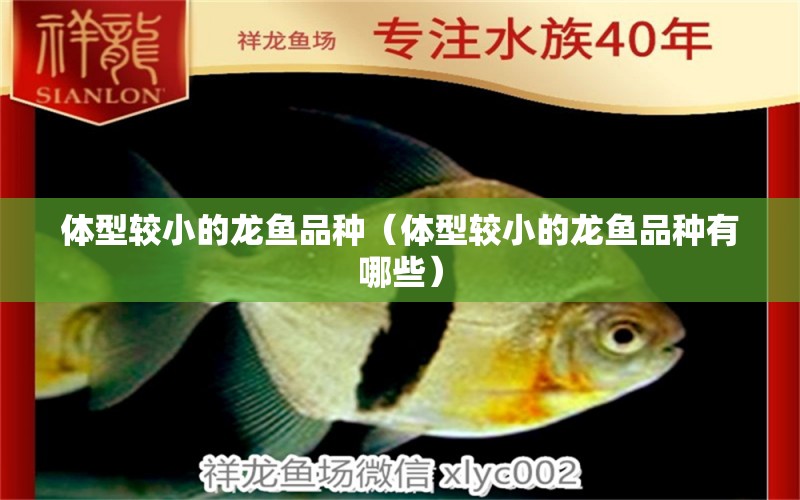 體型較小的龍魚品種（體型較小的龍魚品種有哪些） 廣州龍魚批發(fā)市場(chǎng)