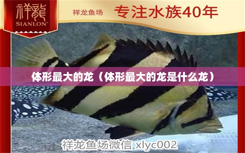 體形最大的龍（體形最大的龍是什么龍） 廣州龍魚(yú)批發(fā)市場(chǎng)