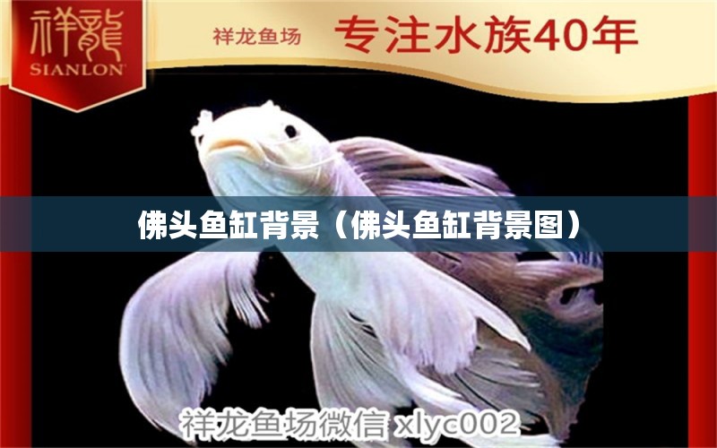 佛頭魚缸背景（佛頭魚缸背景圖） 祥龍水族醫(yī)院