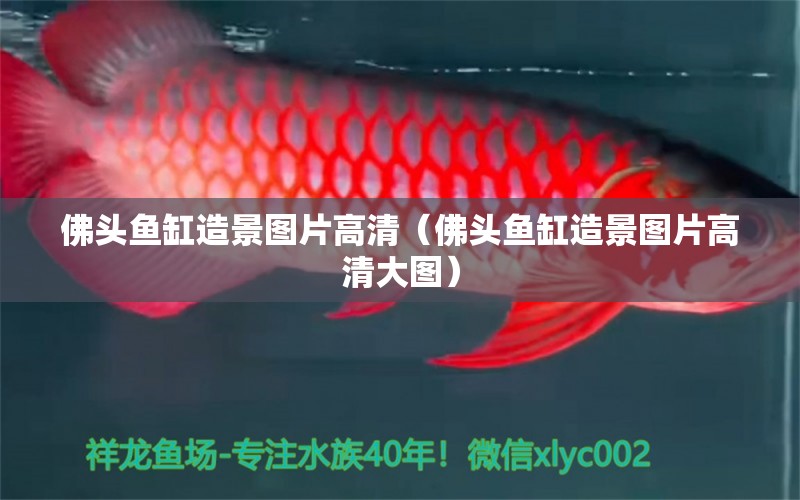 佛頭魚缸造景圖片高清（佛頭魚缸造景圖片高清大圖） 魚缸凈水劑