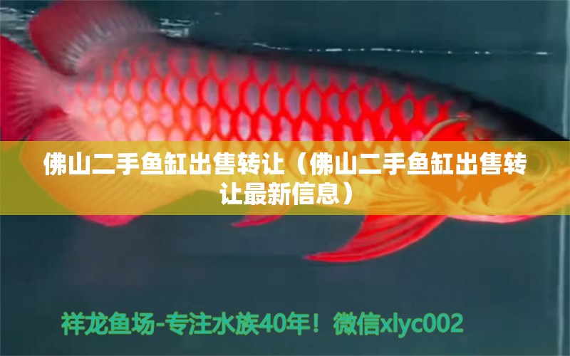 佛山二手魚缸出售轉(zhuǎn)讓（佛山二手魚缸出售轉(zhuǎn)讓最新信息） 黑云魚