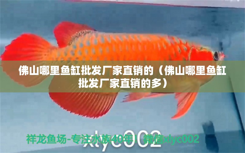 佛山哪里魚(yú)缸批發(fā)廠(chǎng)家直銷(xiāo)的（佛山哪里魚(yú)缸批發(fā)廠(chǎng)家直銷(xiāo)的多）