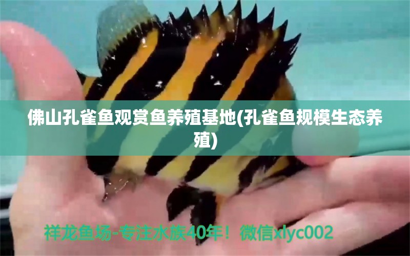 佛山孔雀魚觀賞魚養(yǎng)殖基地(孔雀魚規(guī)模生態(tài)養(yǎng)殖) 月光鴨嘴魚苗