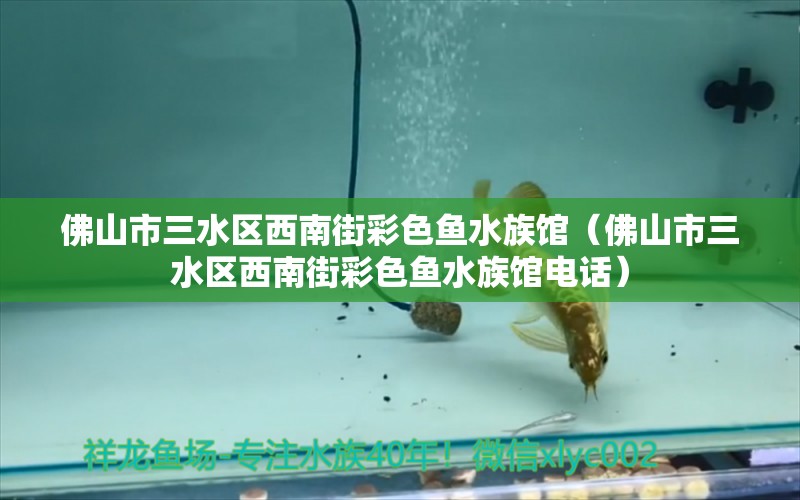 佛山市三水區(qū)西南街彩色魚水族館（佛山市三水區(qū)西南街彩色魚水族館電話）