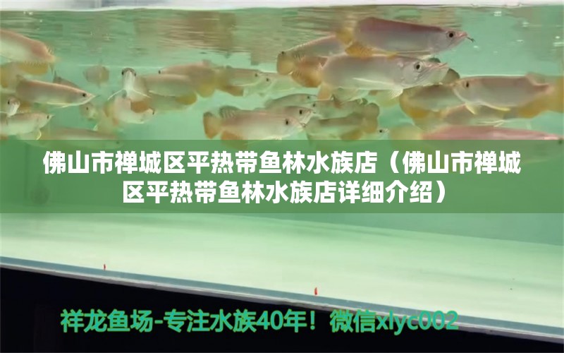 佛山市禪城區(qū)平熱帶魚林水族店（佛山市禪城區(qū)平熱帶魚林水族店詳細介紹） 全國觀賞魚市場 第2張