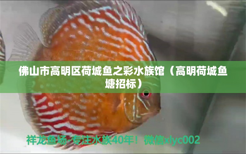 佛山市高明區(qū)荷城魚之彩水族館（高明荷城魚塘招標(biāo)）