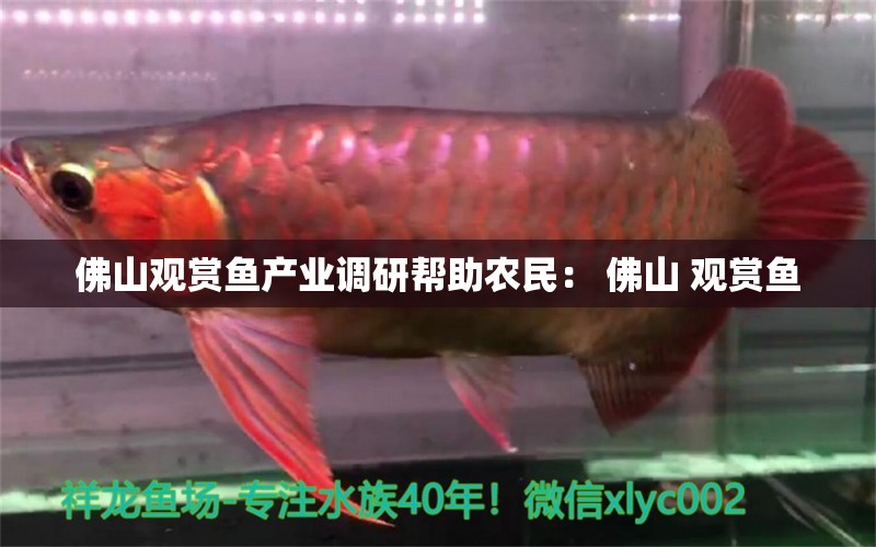 佛山觀賞魚產(chǎn)業(yè)調(diào)研幫助農(nóng)民： 佛山 觀賞魚 過濾設(shè)備