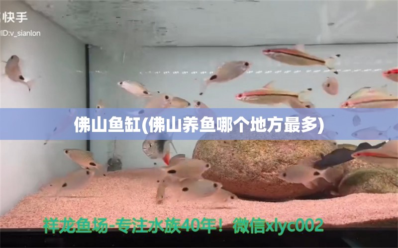 佛山魚缸(佛山養(yǎng)魚哪個地方最多)