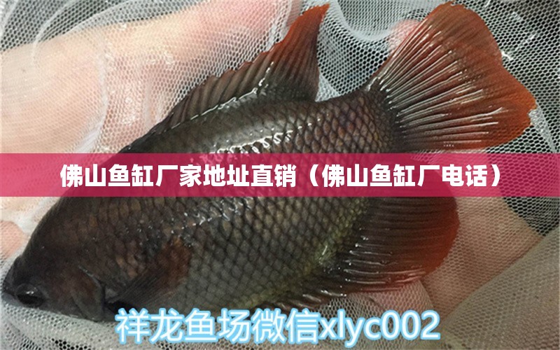 佛山魚(yú)缸廠家地址直銷（佛山魚(yú)缸廠電話） 大嘴鯨魚(yú)